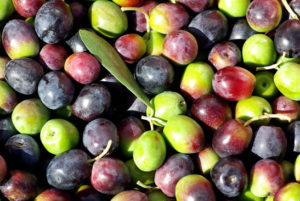 Texture of the green and red olives.
